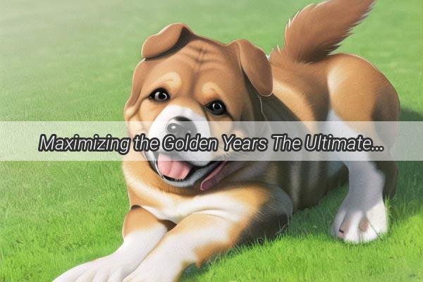 Maximizing the Golden Years The Ultimate Guide to Caring for Adult Dogs